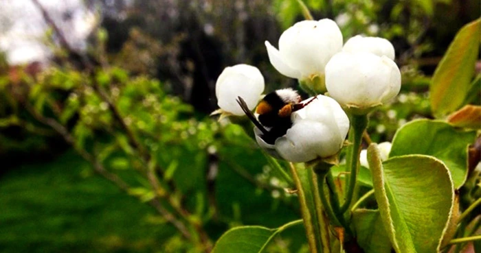 Як екологічно і без великих витрат збільшити врожаї на третину і більше? - Agrobiz.net